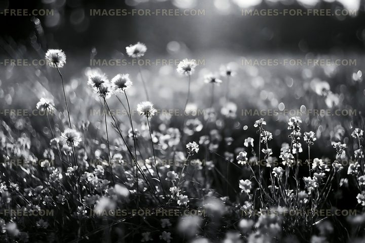 Flowers blooming in a field during daylight