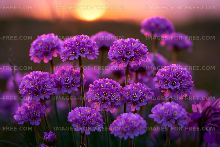 Purple flowers bloom during sunset