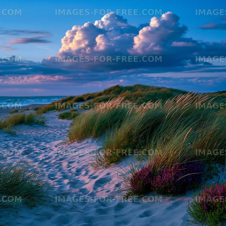 Sunset at the beach with grasses and clouds in the sky