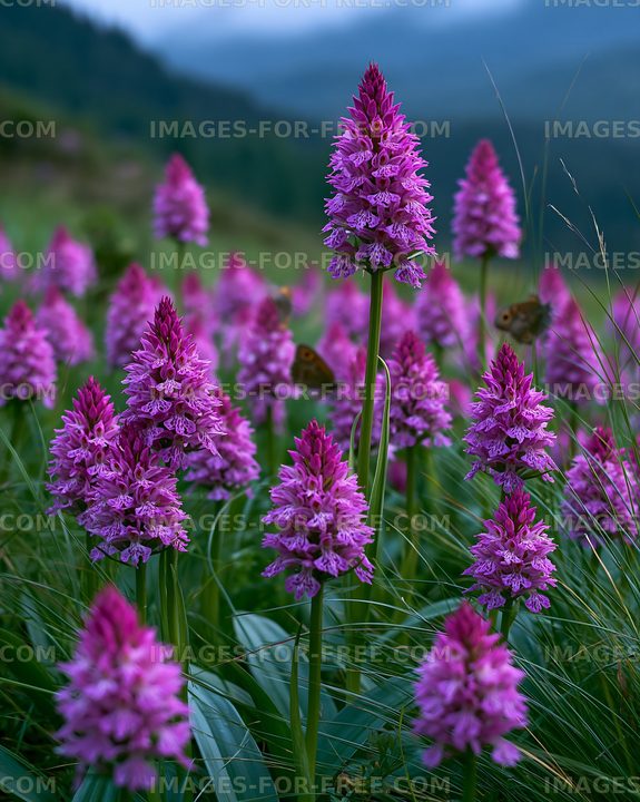 Purple flowers in a grassy field during daylight