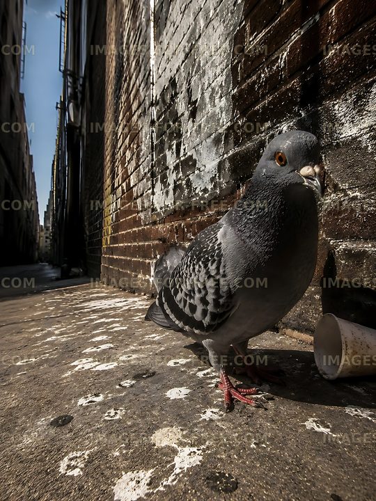 Pigeon on the sidewalk in an urban alley