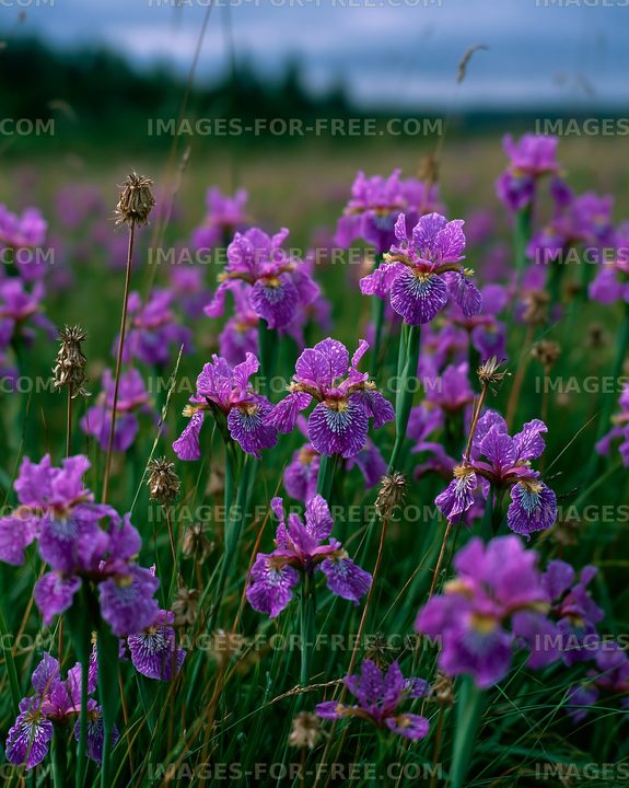 Purple flowers bloom in a field during daylight hours