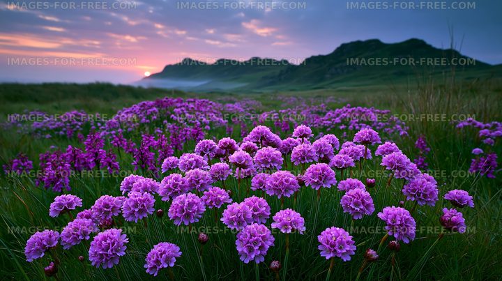 Colorful flowers bloom in a field at sunset near hills