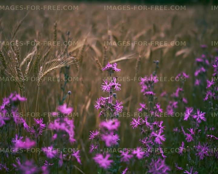 Colorful flowers beside wheat field in evening light