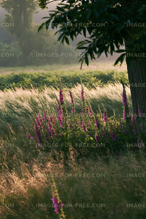 Purple flowers growing in a grassy field at sunrise
