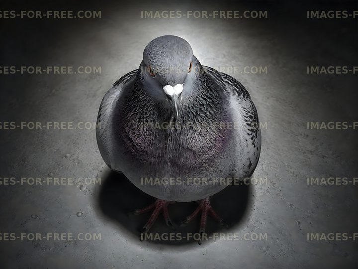 Pigeon standing on concrete surface with soft light