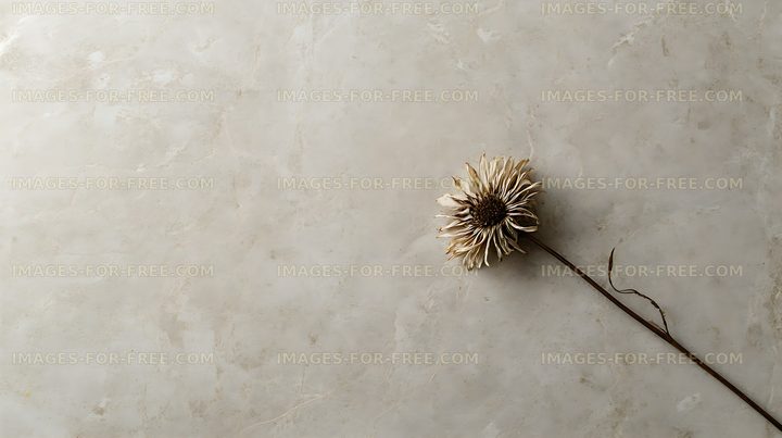 Single dried flower on textured beige surface