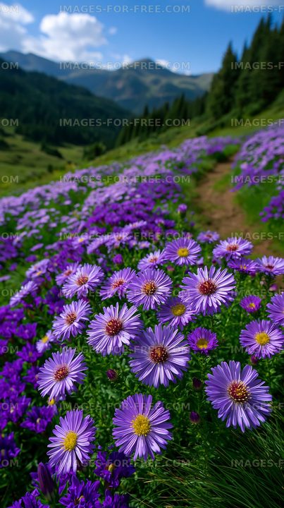 Purple wildflowers on a scenic mountain hillside