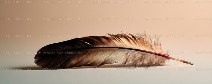 Brown feather resting on a softly lit neutral background