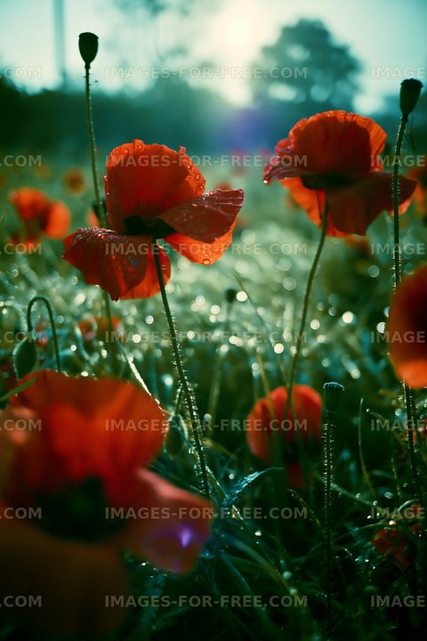 Poppies with morning dew in a field at sunrise
