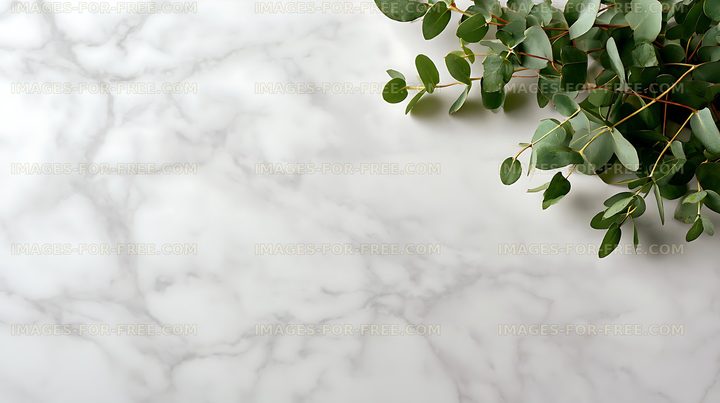 Green eucalyptus foliage over white marble surface