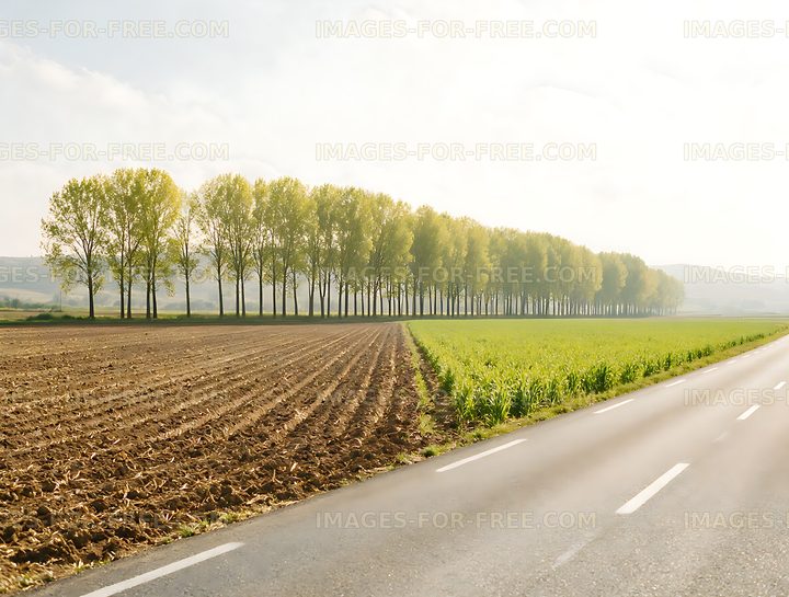 Tree-lined rural road beside fields