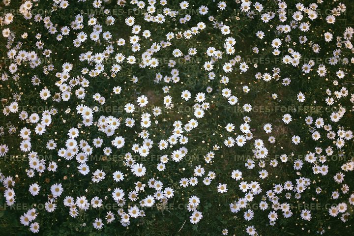 Daisies covering the ground in a vibrant green field