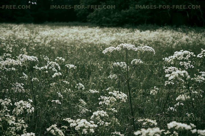 Field of white wildflowers in a green landscape