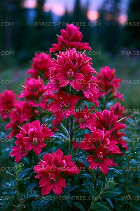 Vibrant red flowers with morning dew in a natural setting