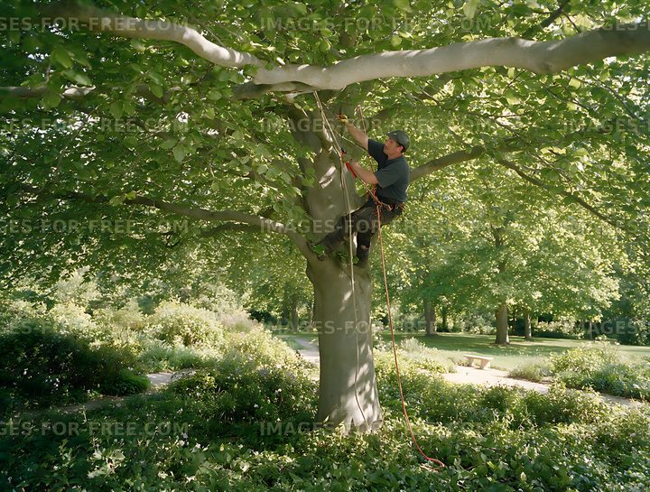 Arborist trimming branches high in a mature park tree