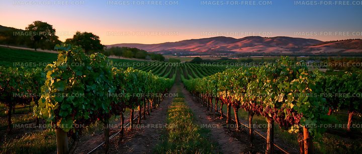 Sunlit vineyard rows and distant hills
