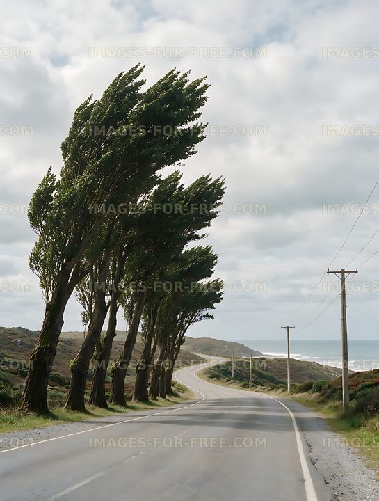 Poplar trees beside a winding coastal roadway