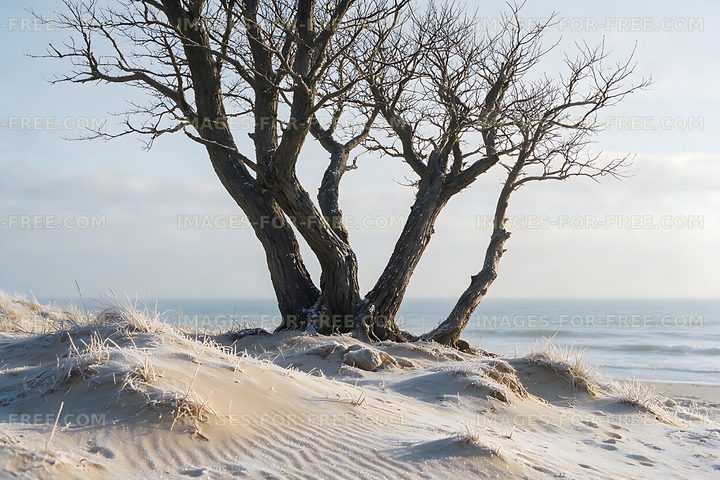 Bare coastal trees in snowy dunes