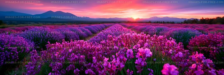 Purple lavender fields and mountains at sunset