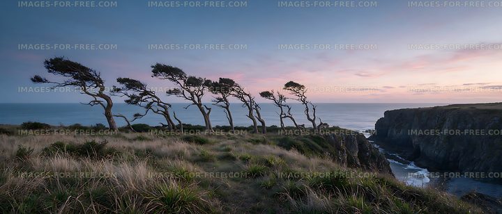 Windblown coastal trees and cliffs at sunset