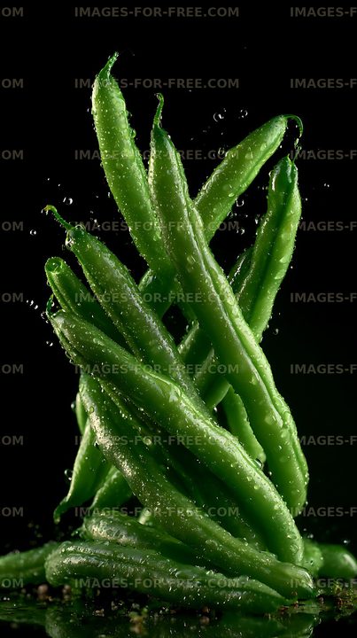 Wet aloe vera plant on a black background