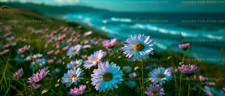 Wildflowers by the ocean at sunset