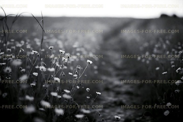 Path through a field of flowers in black and white