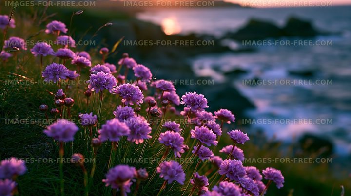 Flowers by the ocean at sunset