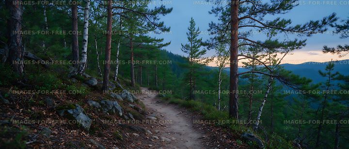 Mountain Trail Through Pine Forest in Evening Light