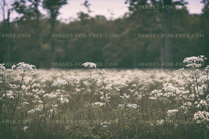 Wildflower field in a forest during the day