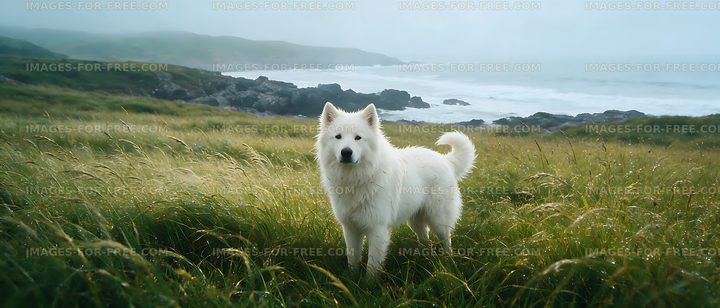 White dog in tall grass beside a misty coast