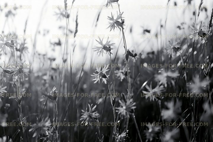 Black and white flowers in a field during sunny weather
