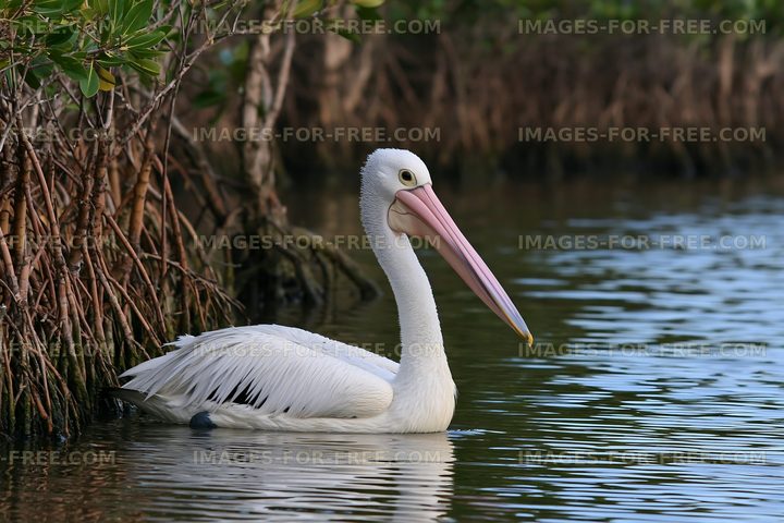 Australian pelican on a coastal lagoon