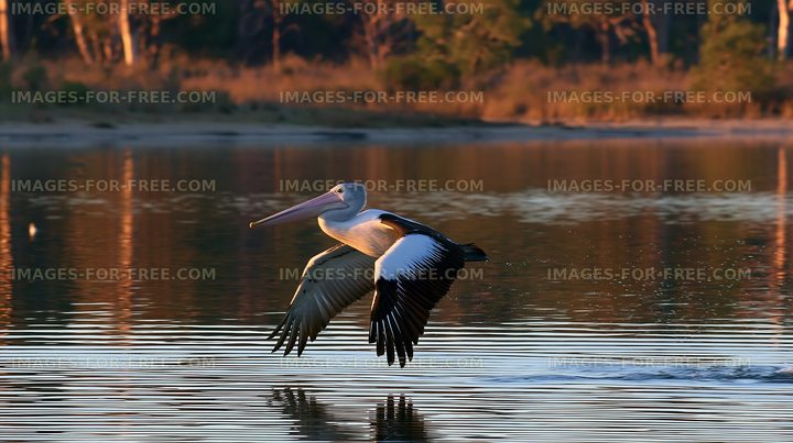 Pelican in Flight Above Lagoon Water