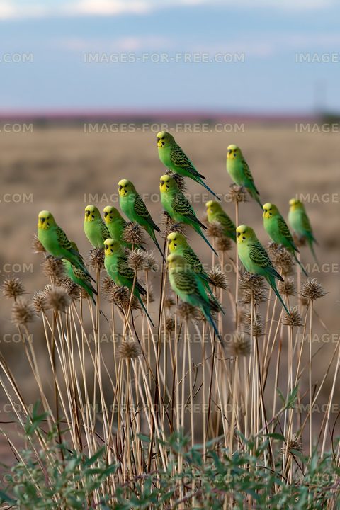 Green budgerigars gathered on dry seed heads