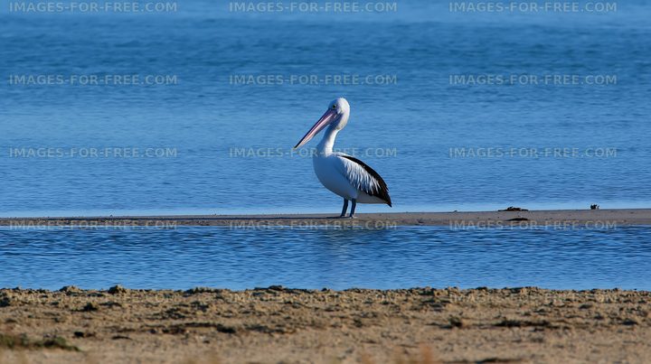 Pelican on a coastal lagoon sandbar