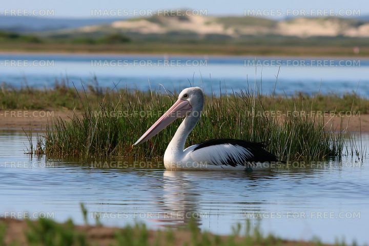 Australian pelican in lagoon water
