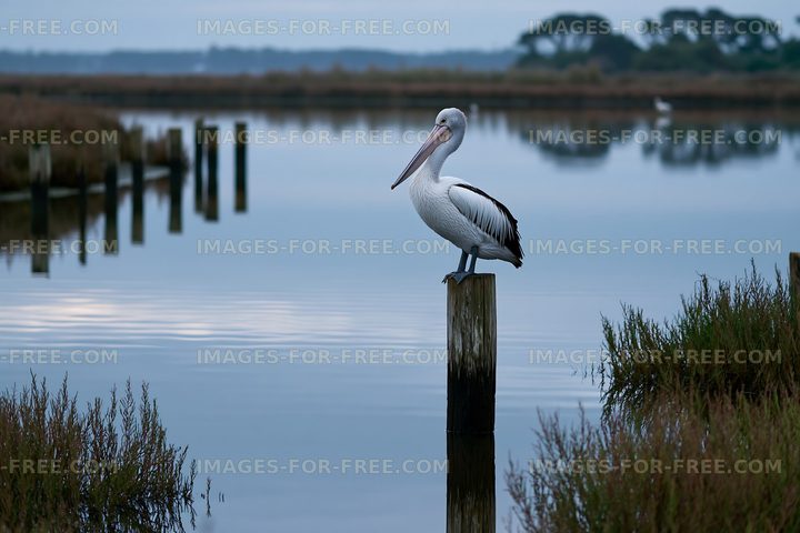 Pelican resting on a post over calm lagoon water
