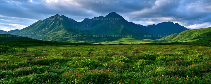 Lush Wildflower Meadow with Green Mountain Peaks