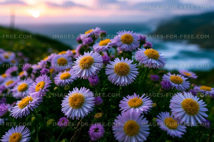Colorful flowers bloom near the seashore at sunset
