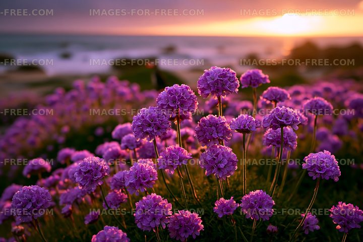 Vibrant purple flowers by the sea at sunset