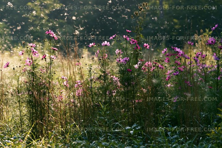 Wildflowers blooming in a sunny meadow