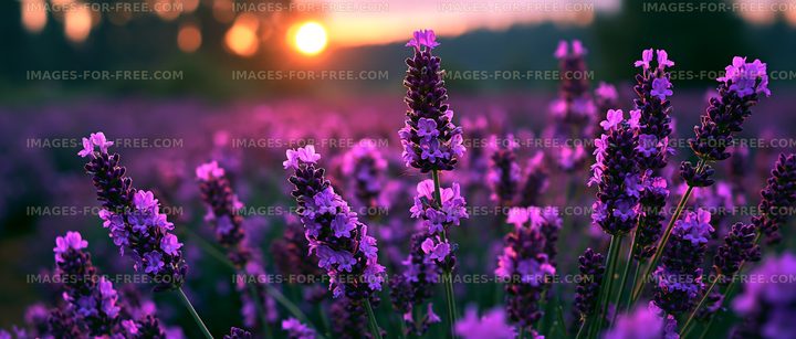 Sunset over a lavender field with blooming flowers