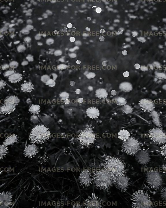 Dandelions in a field under a cloudy sky